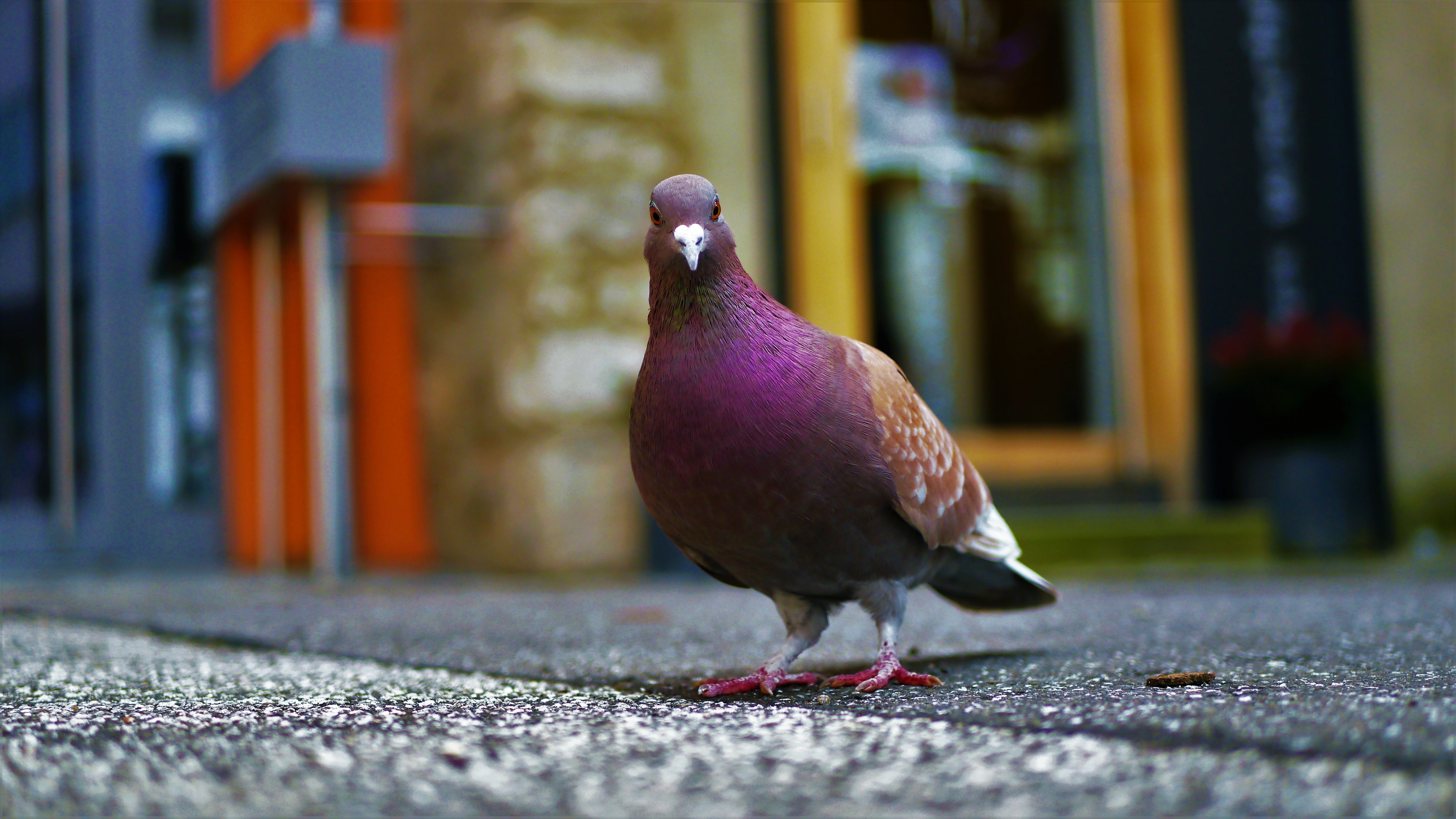 Pigeon - Email - Server